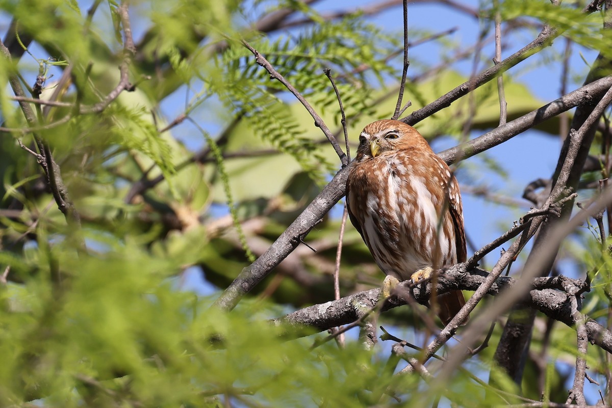 Ferruginous Pygmy-Owl - ML613282988