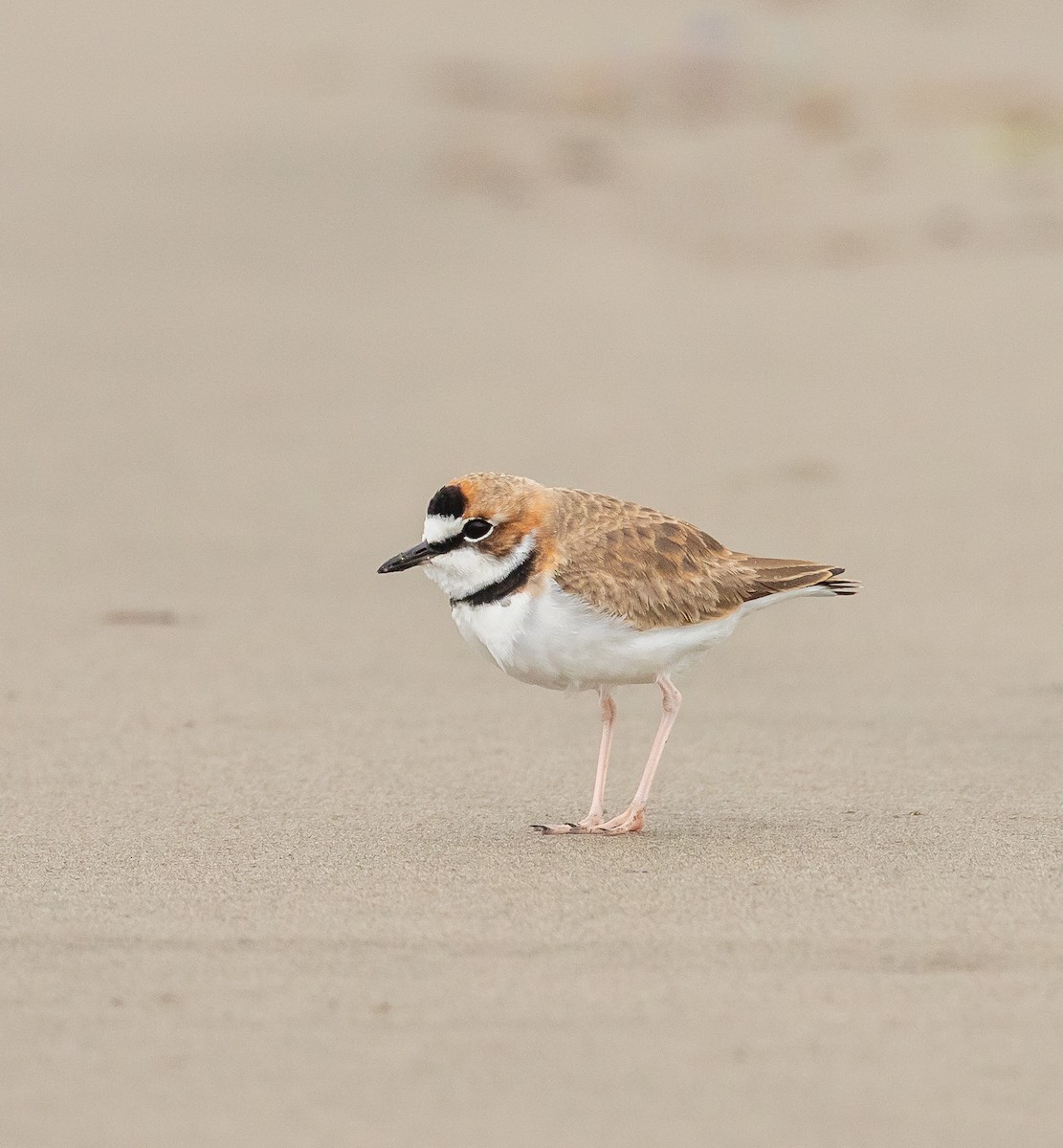 Collared Plover - ML613283039