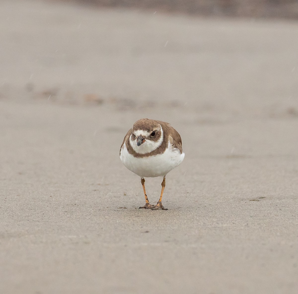 Semipalmated Plover - ML613283047