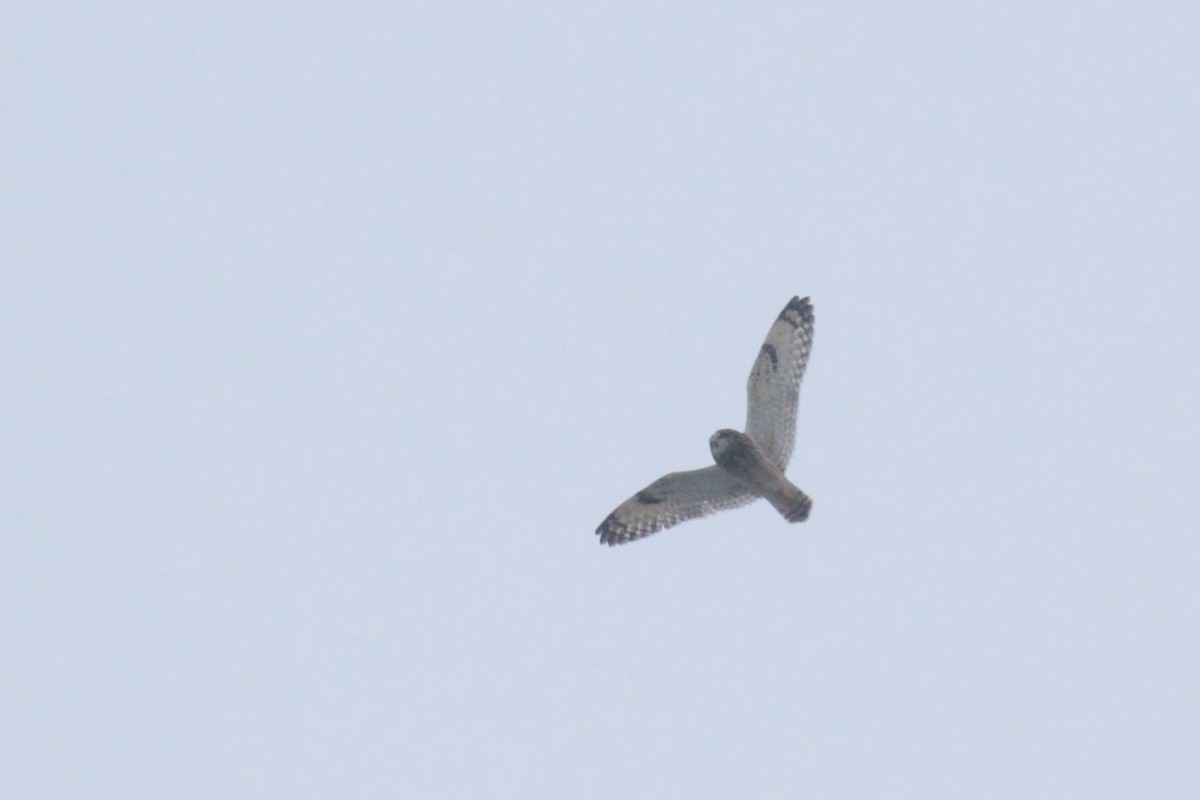 Short-eared Owl - ML613283169