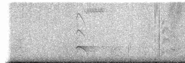 ボナパルトカモメ - ML613283216
