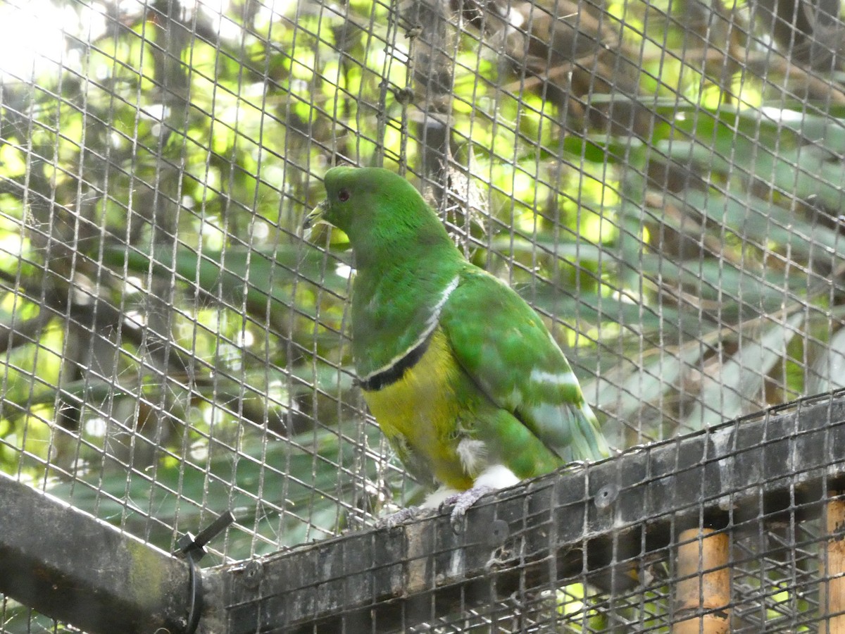 Cloven-feathered Dove - ML613283231