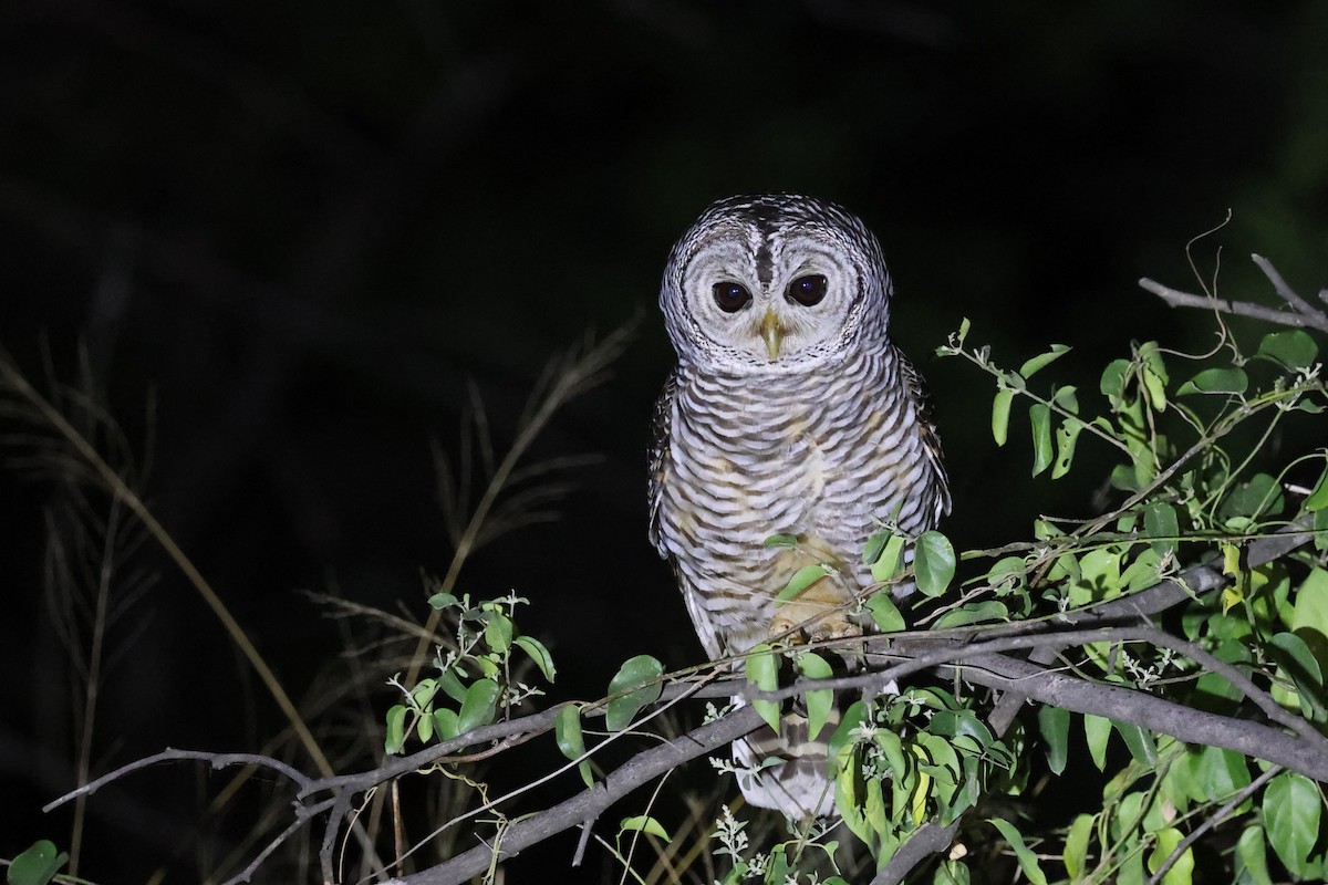 Chaco Owl - ML613283325