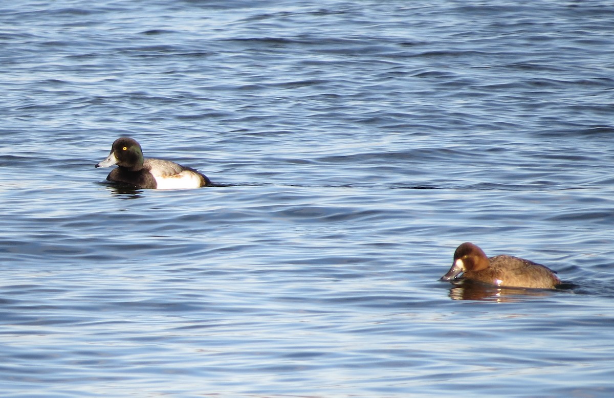 Greater Scaup - ML613283439