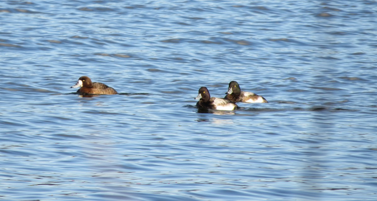 Greater Scaup - ML613283441