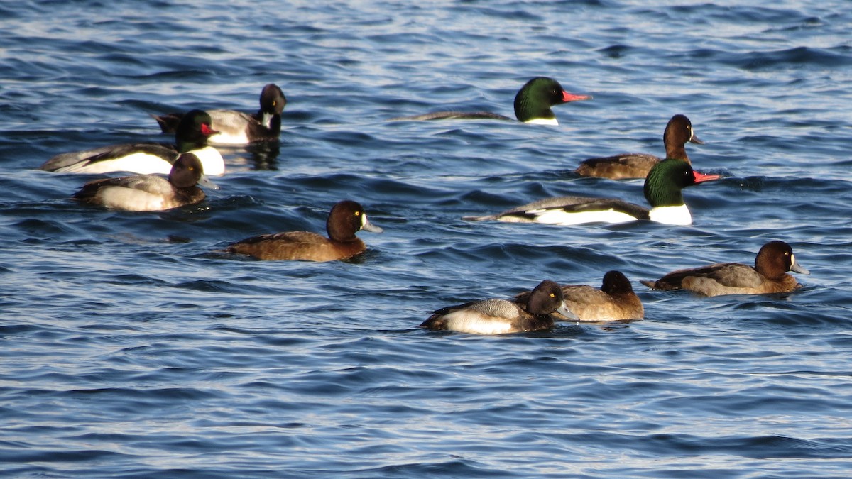 Greater Scaup - ML613283442