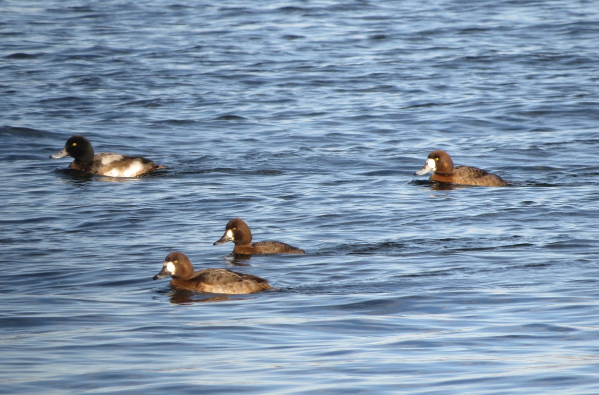 Greater Scaup - ML613283443