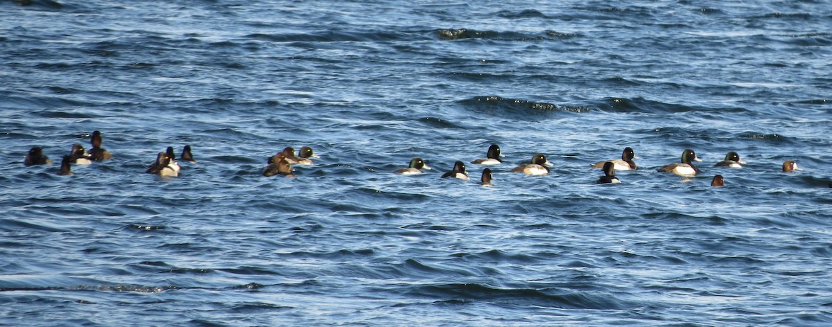 Greater Scaup - ML613283445