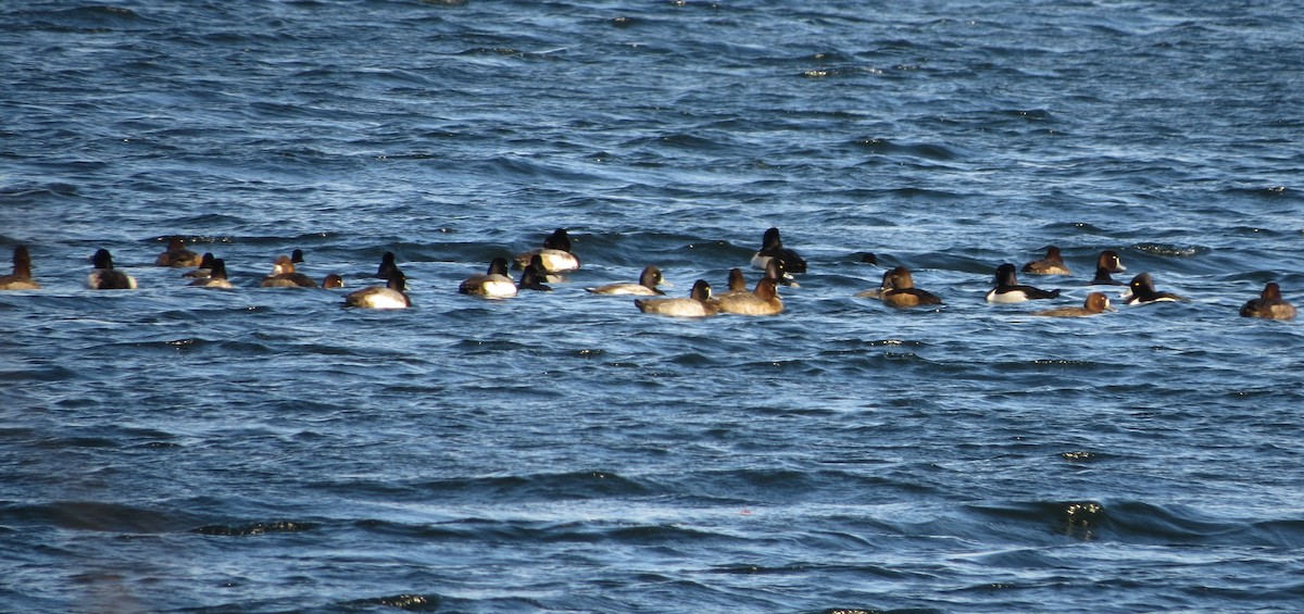 Greater Scaup - ML613283447
