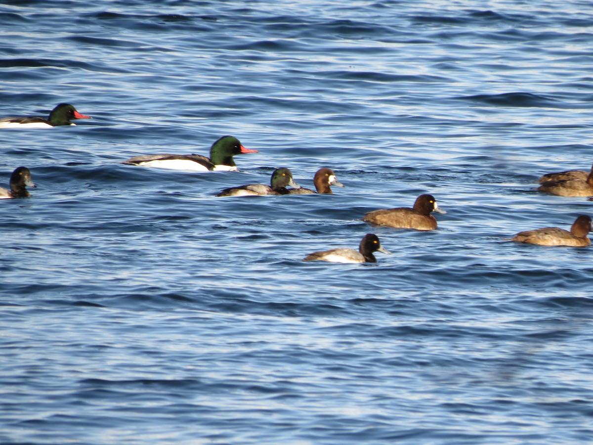 Greater Scaup - ML613283450