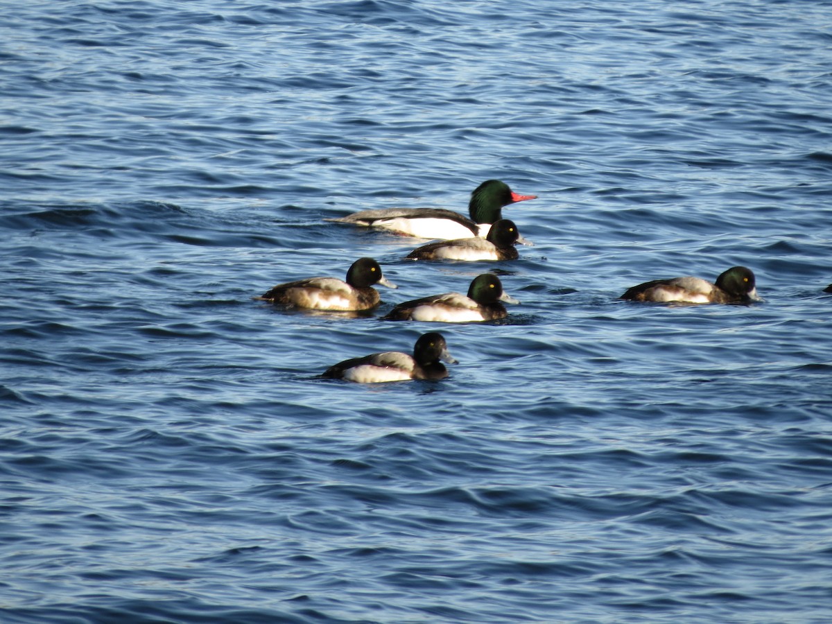 Greater Scaup - ML613283452