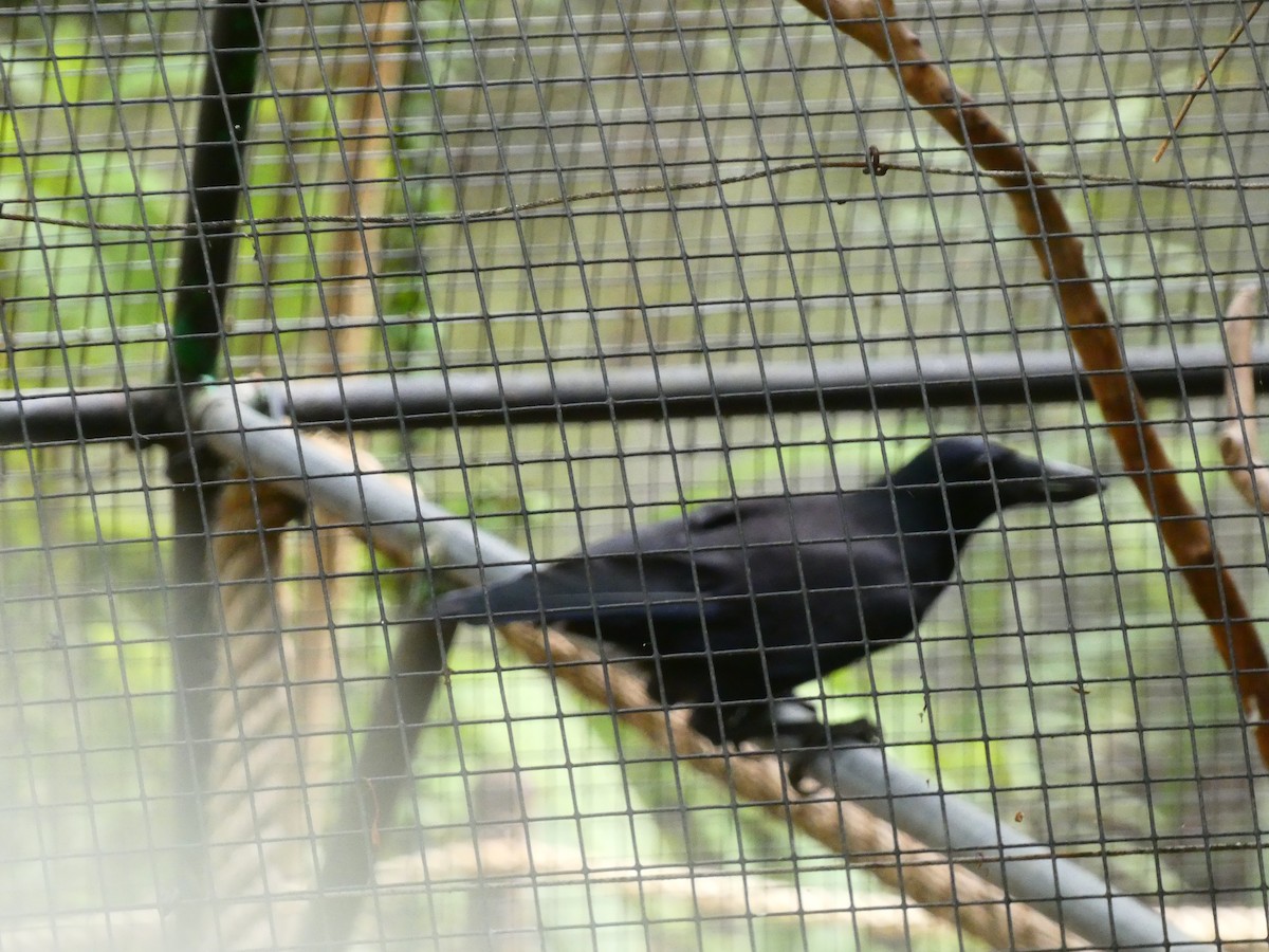 New Caledonian Crow - Aldrin Leung