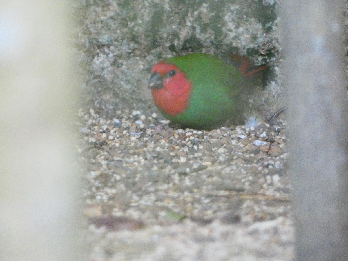 Red-throated Parrotfinch - ML613283650