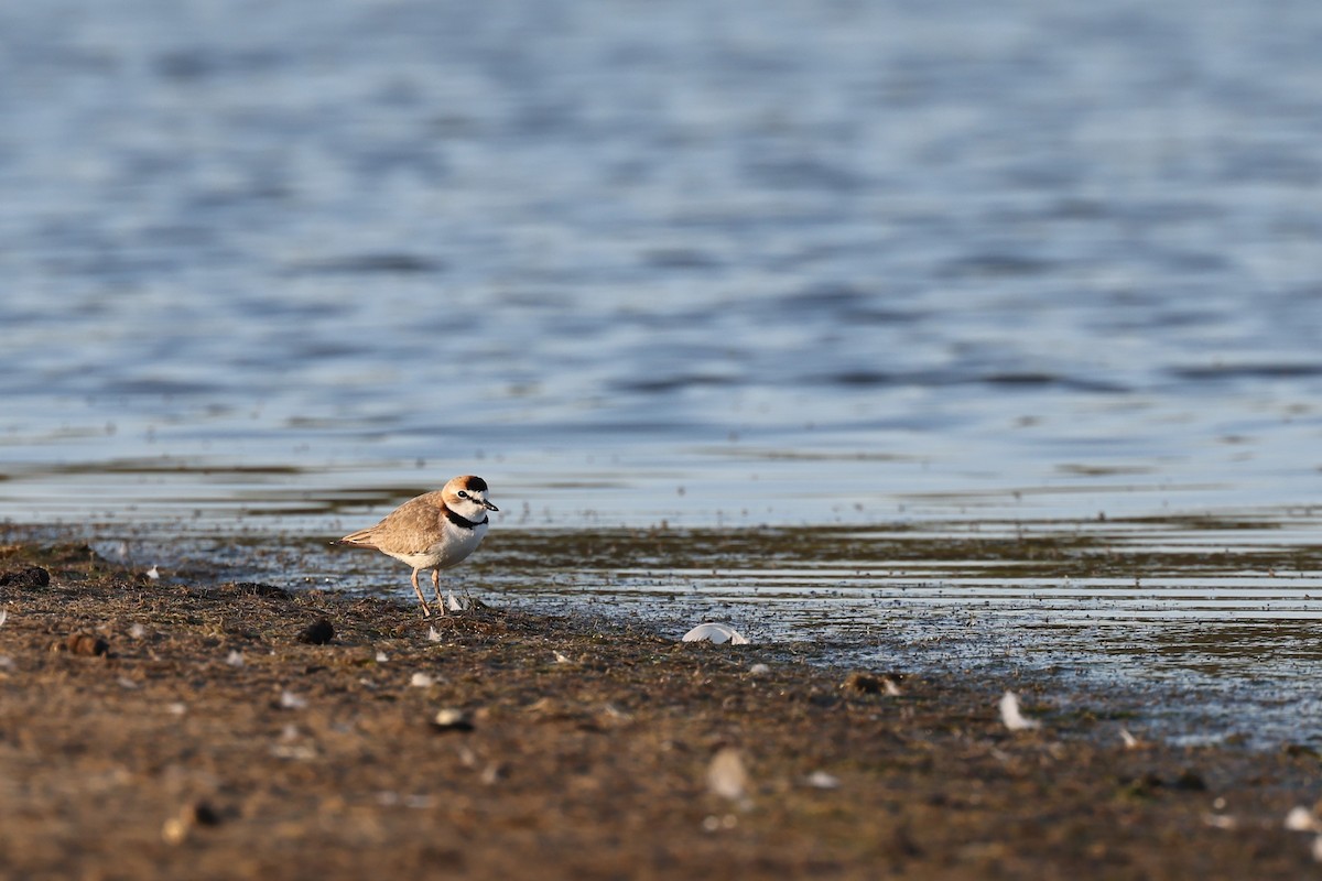 Collared Plover - ML613283803