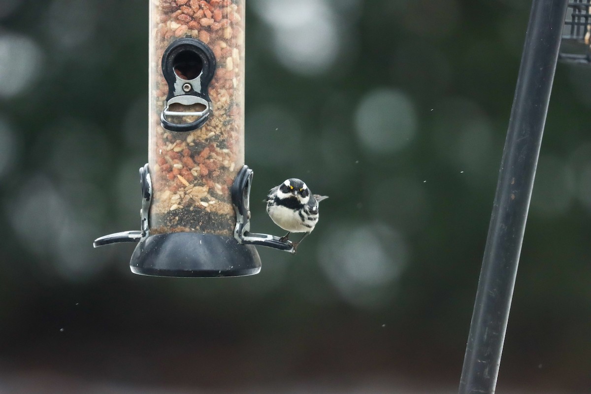 Black-throated Gray Warbler - ML613283829