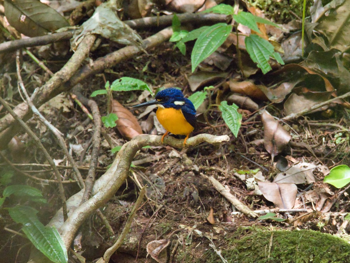 Papuan Dwarf-Kingfisher - ML613284068