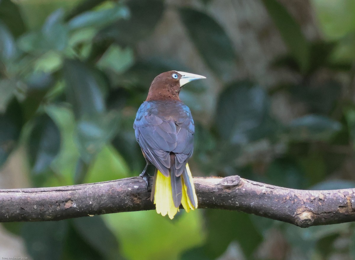 eBird Checklist 31 Dec 2023 Canopy Camp 8 species