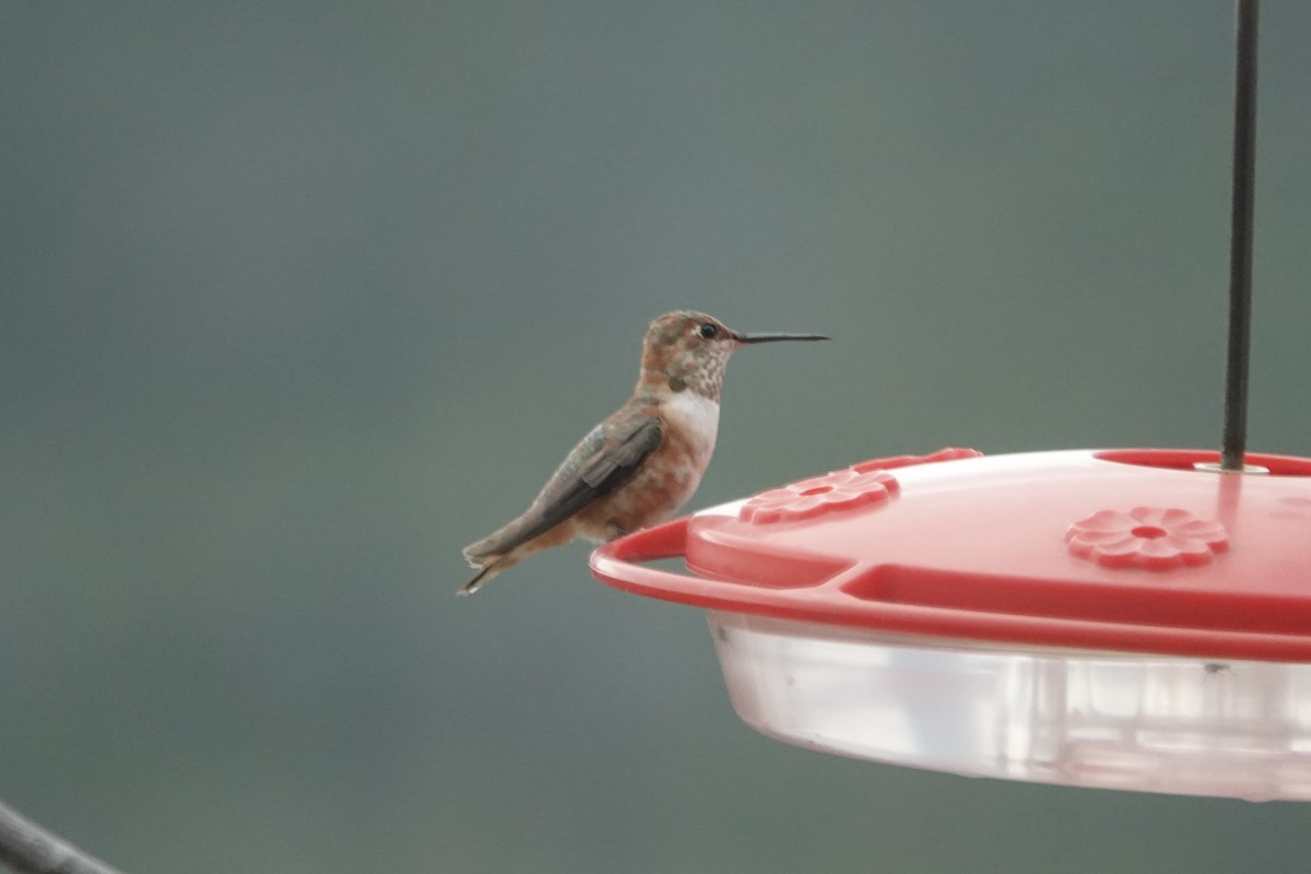 Rufous Hummingbird - ML613284307