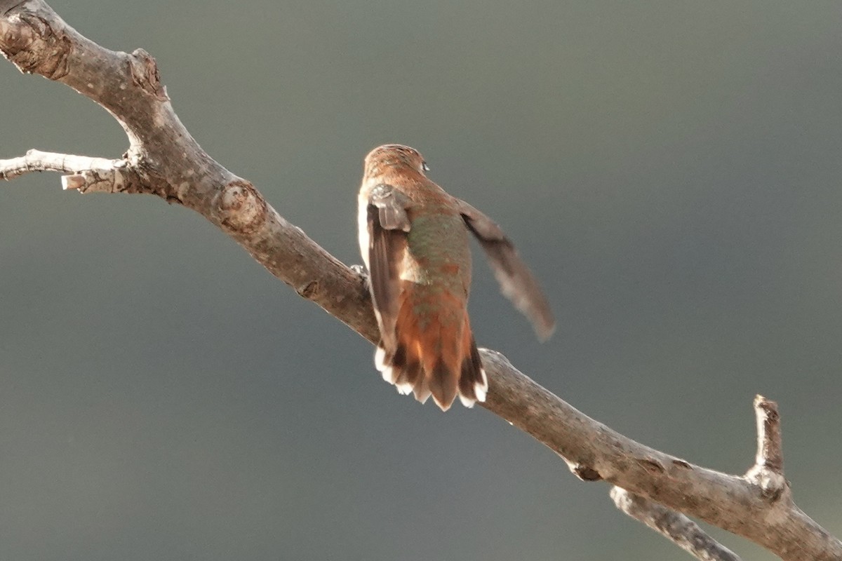 Rufous Hummingbird - ML613284311