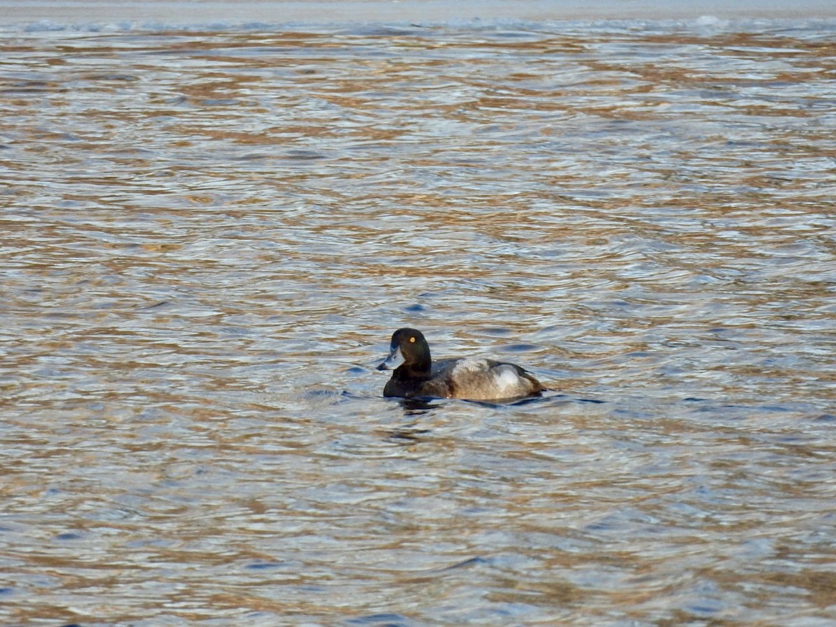 Greater Scaup - ML613284319