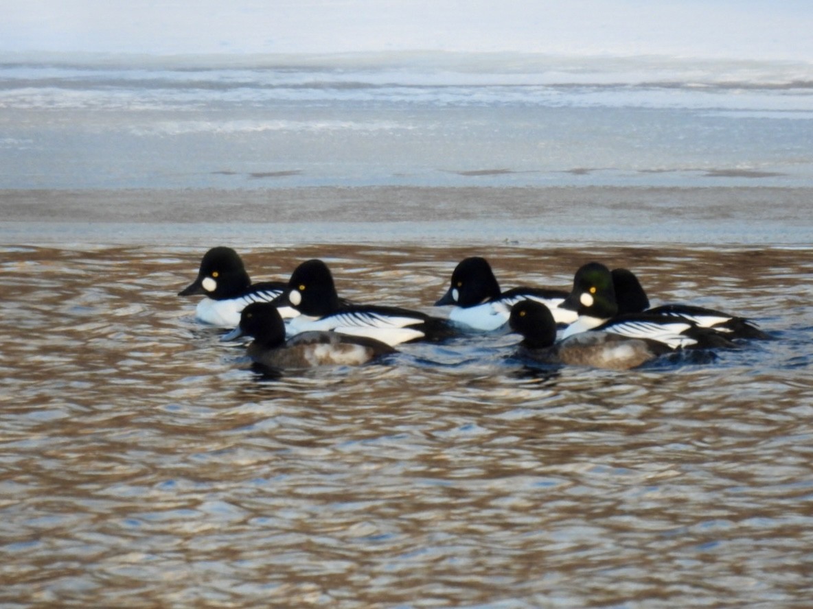 Greater Scaup - ML613284320