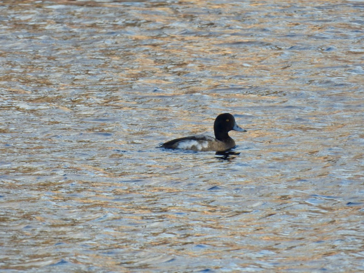 Greater Scaup - ML613284321