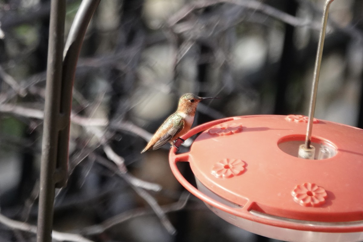Rufous Hummingbird - ML613284352