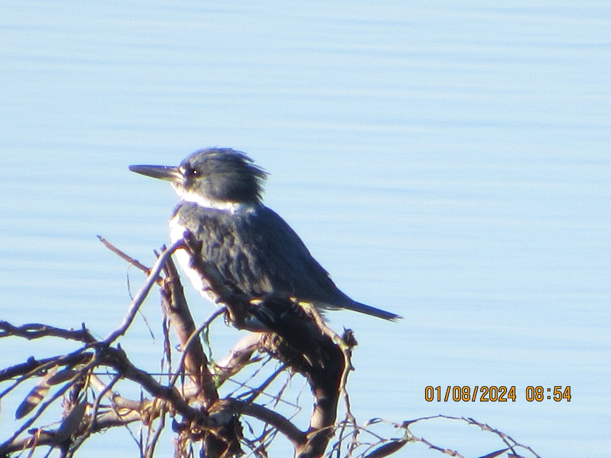 Belted Kingfisher - ML613284813