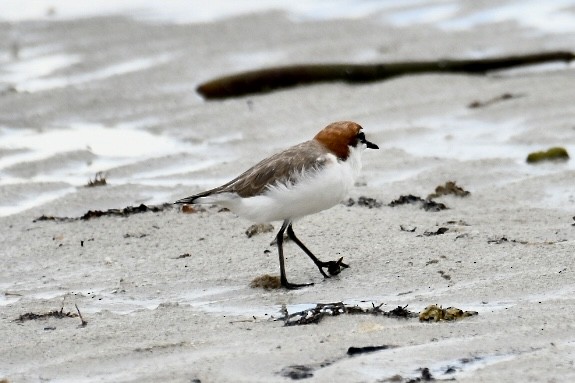 Red-capped Plover - ML613285197