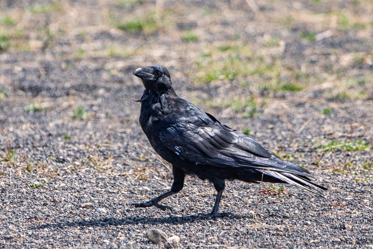 Common Raven - ML613285404