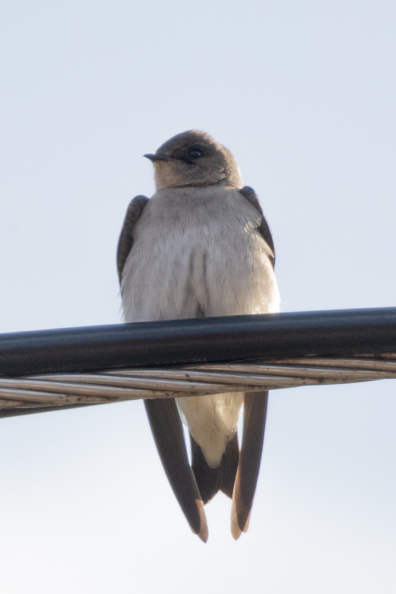 Northern Rough-winged Swallow - ML613285977