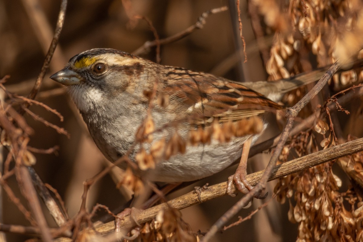 White-throated Sparrow - ML613285985