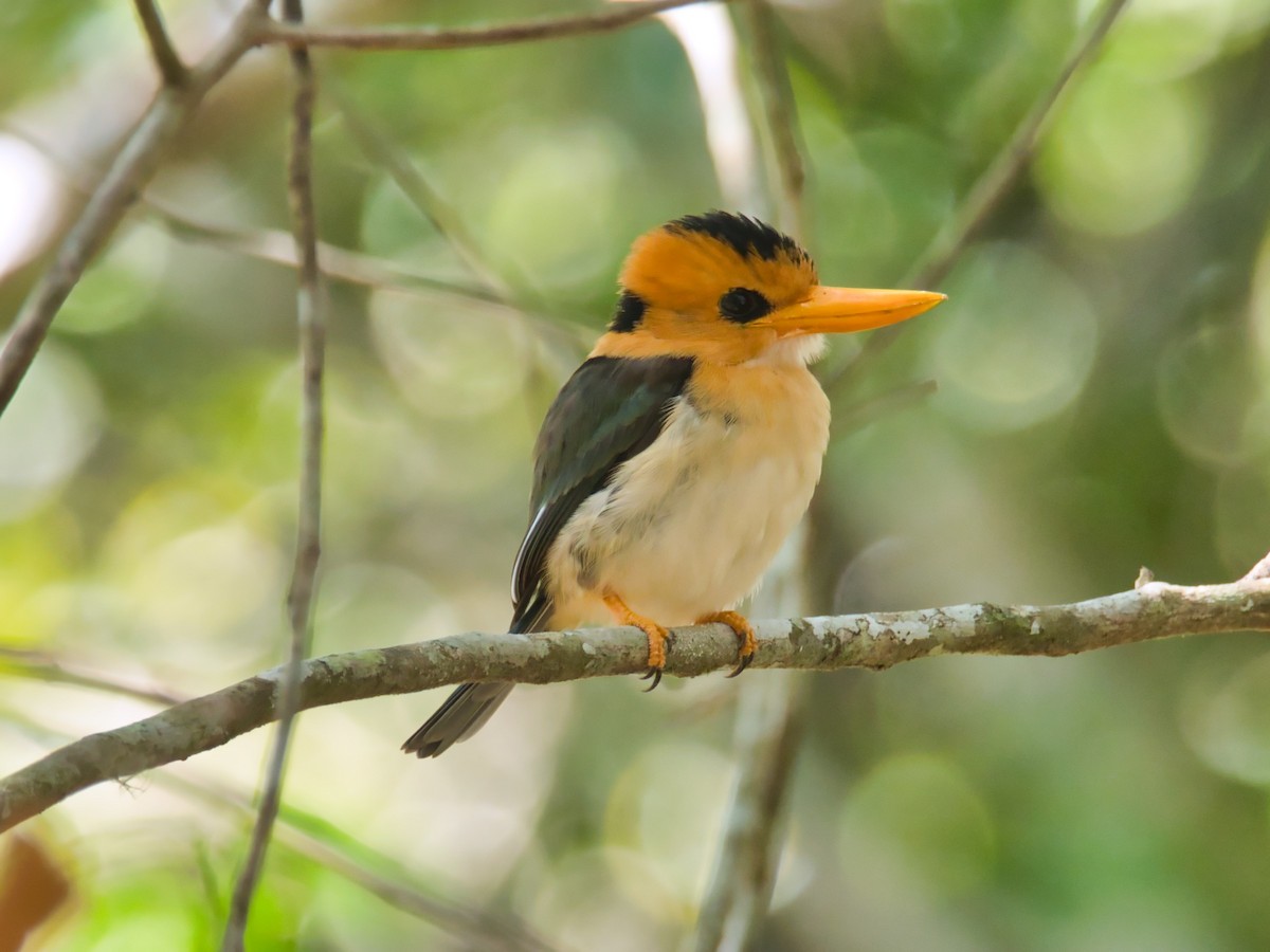 Yellow-billed Kingfisher - ML613286022