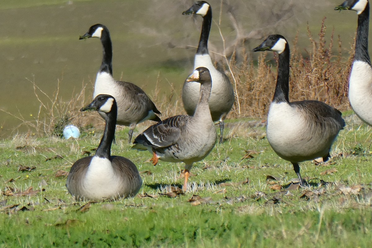 Greater White-fronted Goose - ML613286236