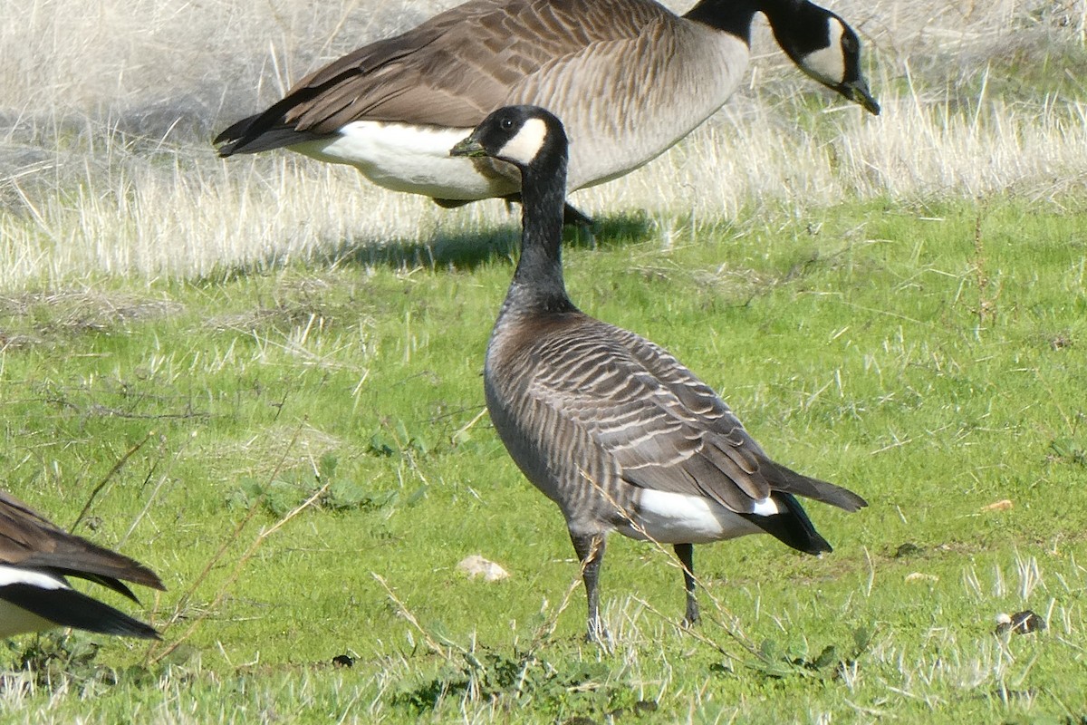 Cackling Goose (minima) - ML613286247