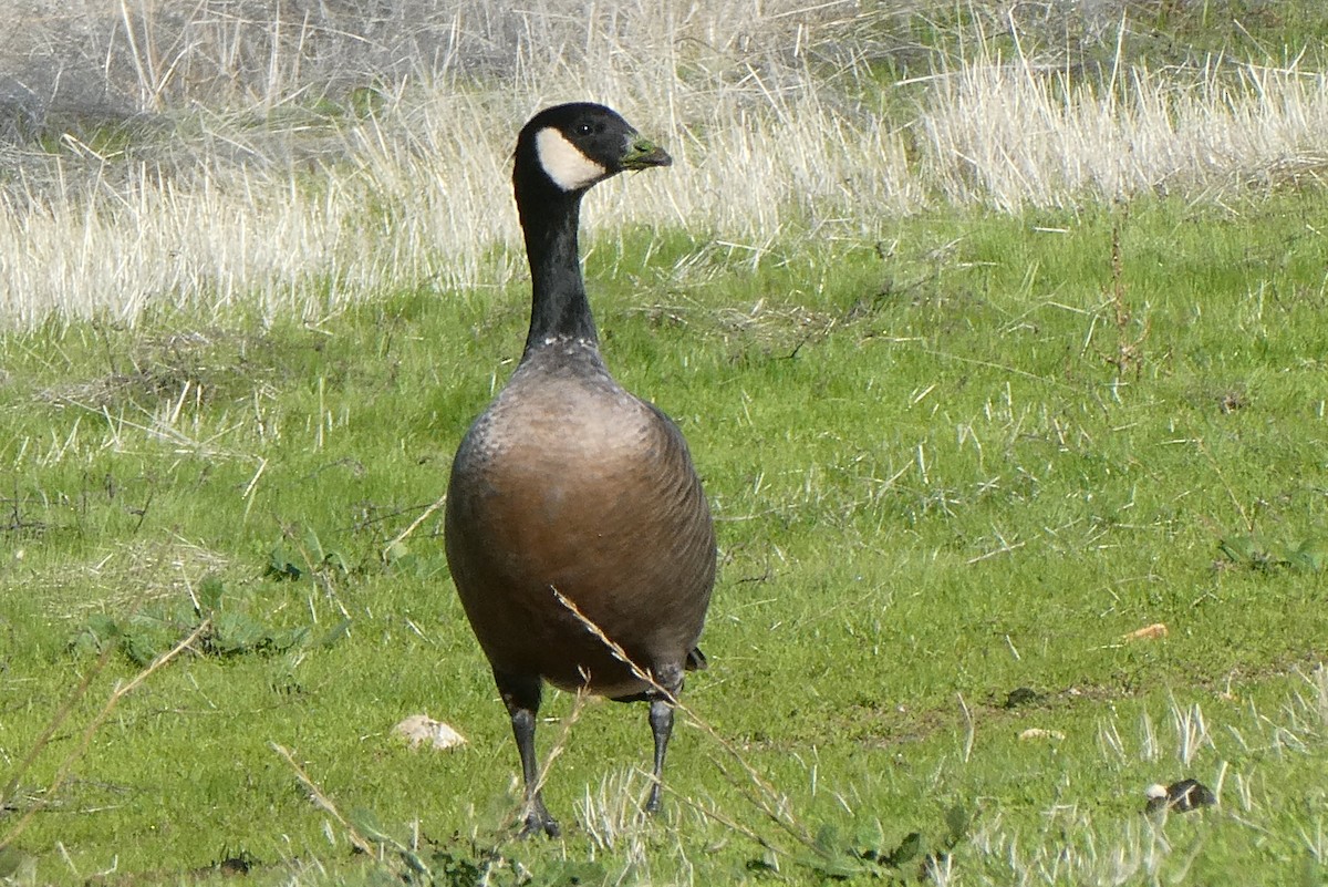 Cackling Goose (minima) - ML613286252