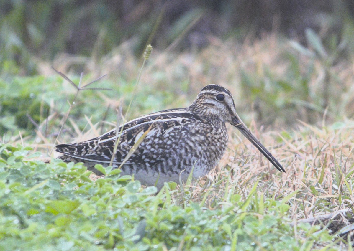 Wilson's Snipe - ML613286257