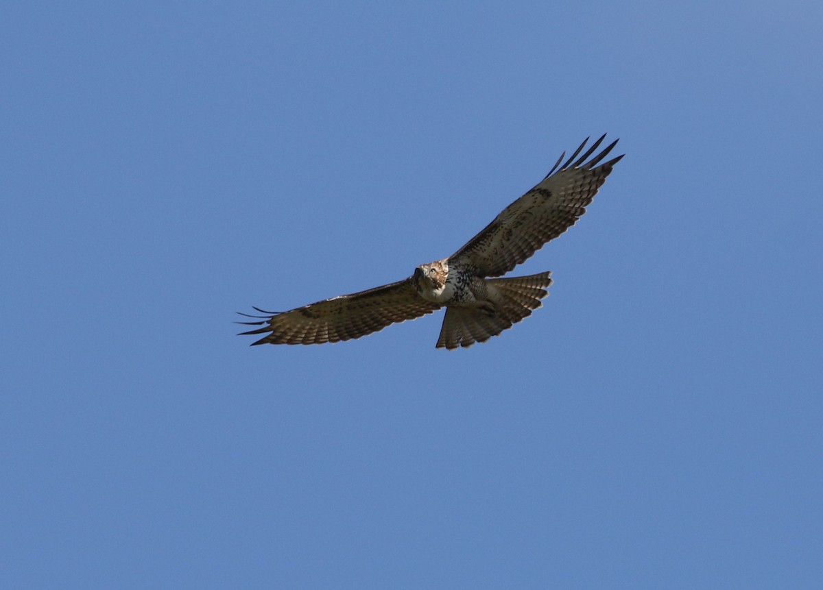 Red-tailed Hawk - ML613286881