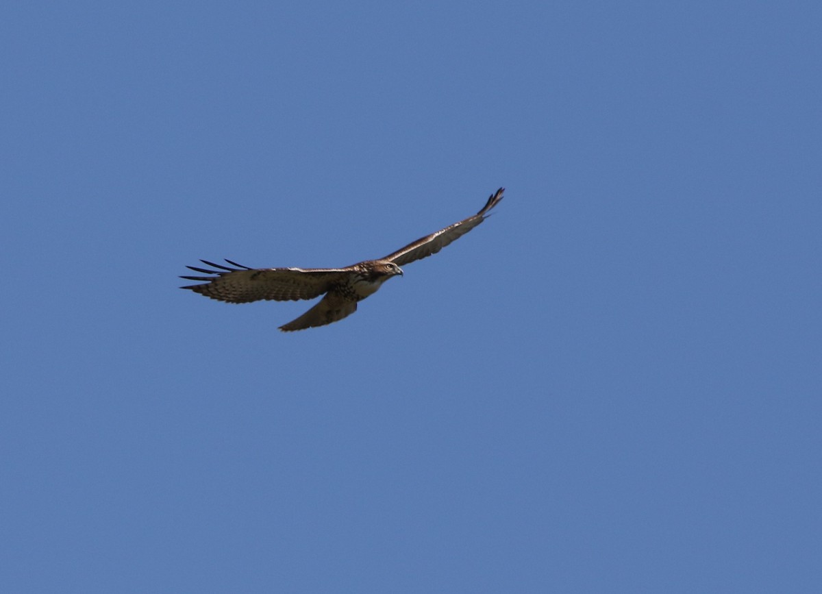 Red-tailed Hawk - ML613286882