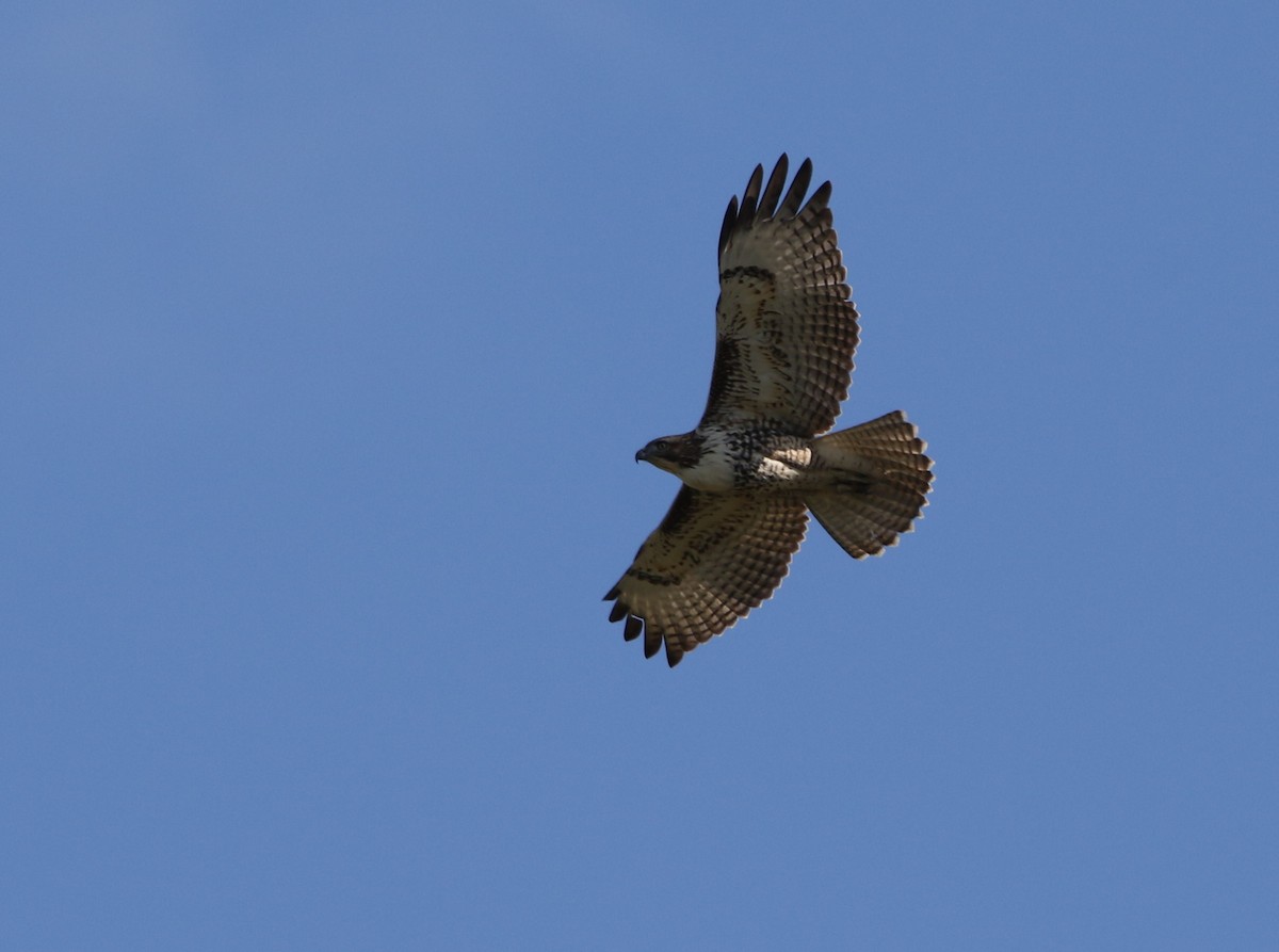 Red-tailed Hawk - ML613286883