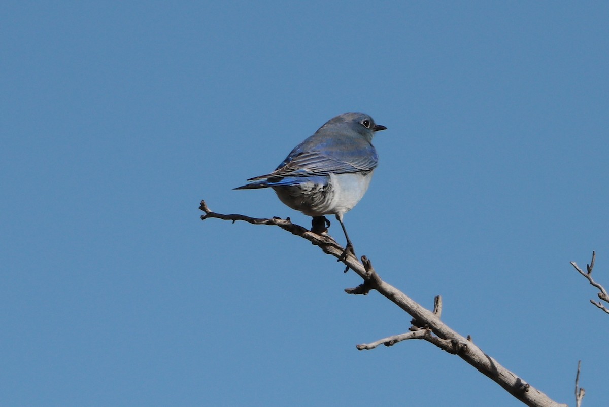 Mountain Bluebird - ML613286955