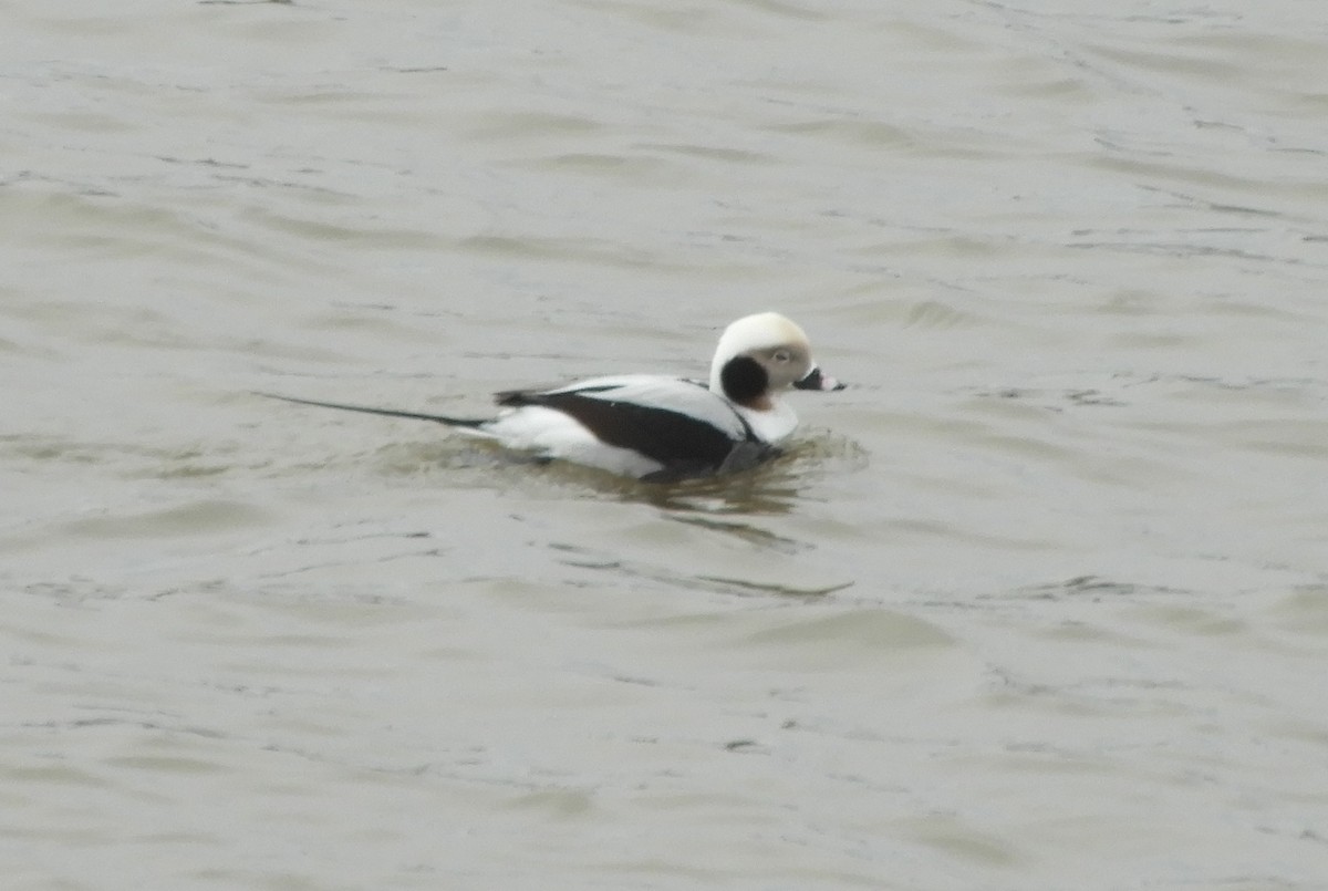 Long-tailed Duck - ML613286989
