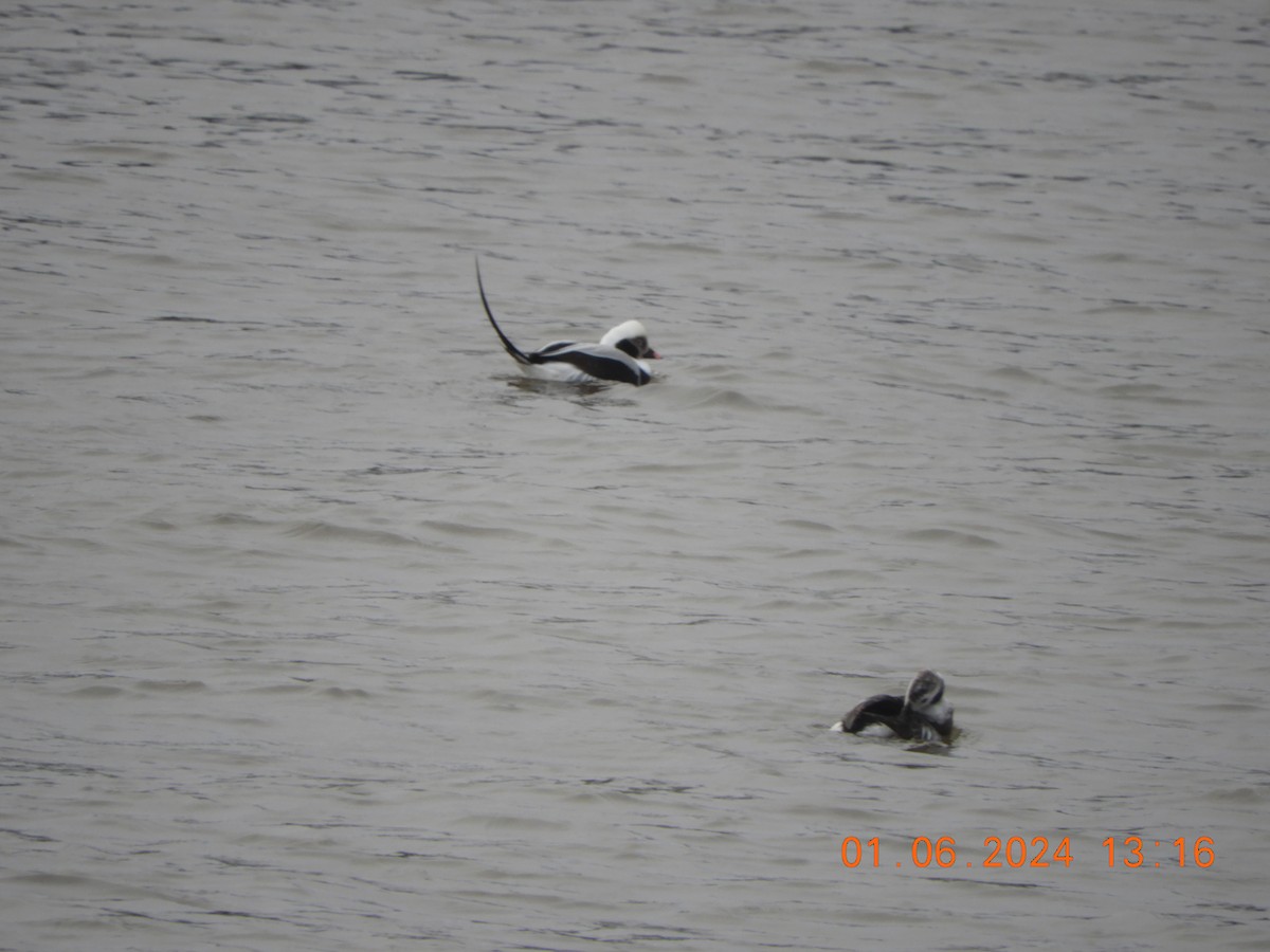 Long-tailed Duck - Margaret Clukey