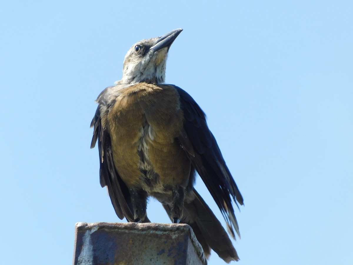 Boat-tailed Grackle - ML613287288