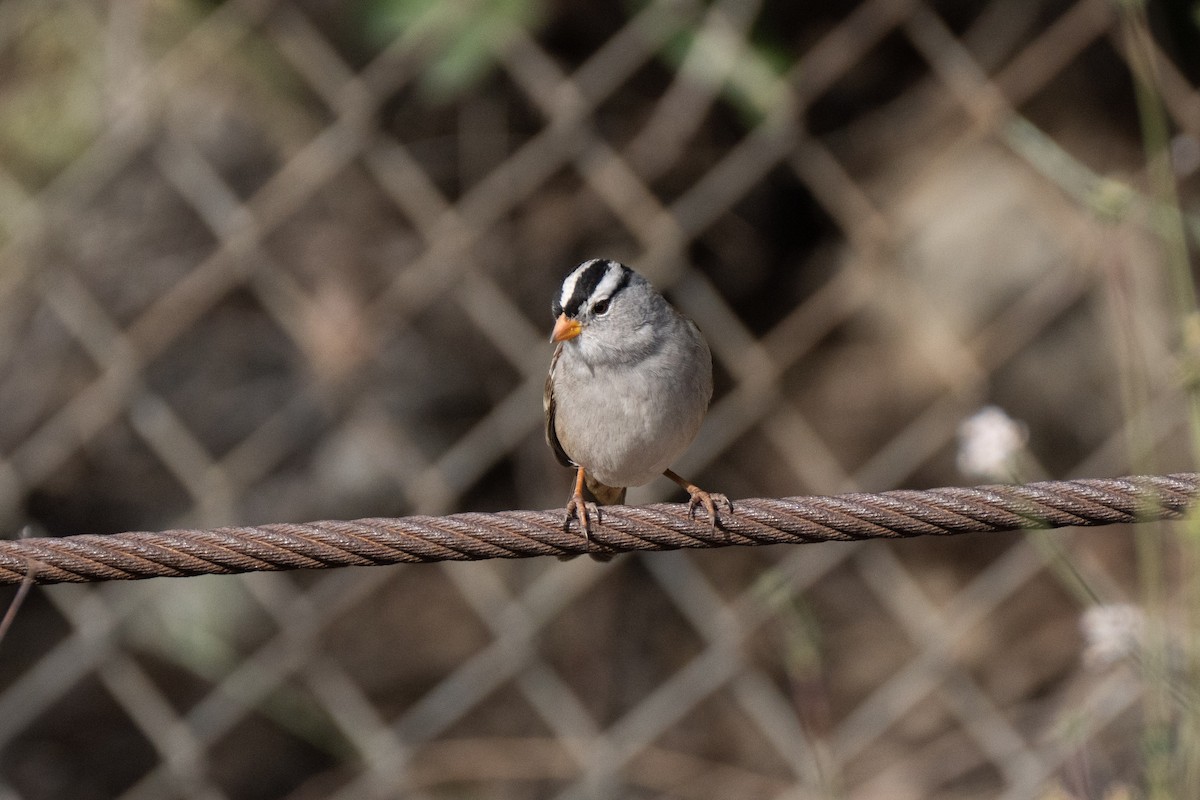 White-crowned Sparrow - ML613287329