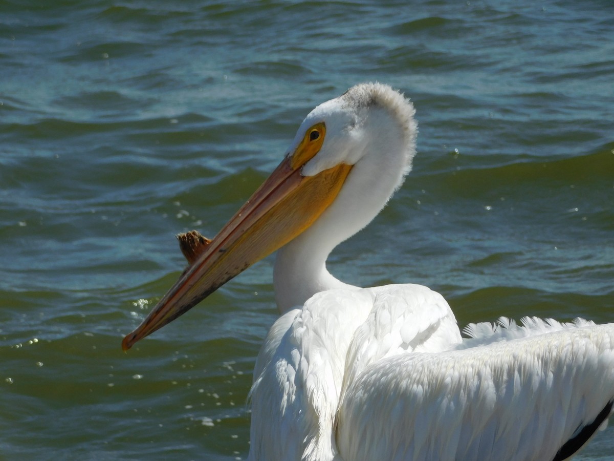 American White Pelican - ML613287356