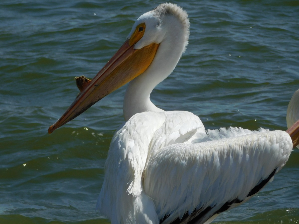 American White Pelican - ML613287357