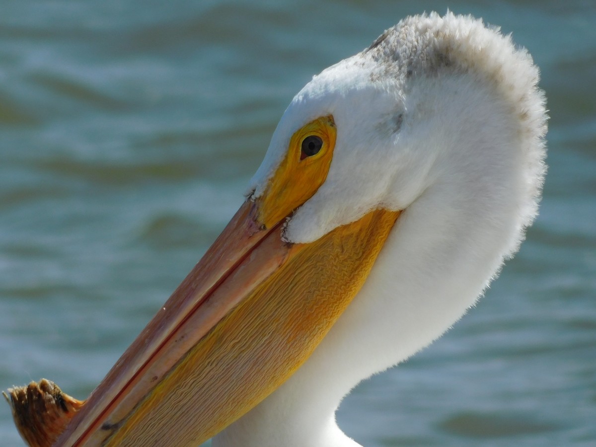 American White Pelican - Marie Hoerner