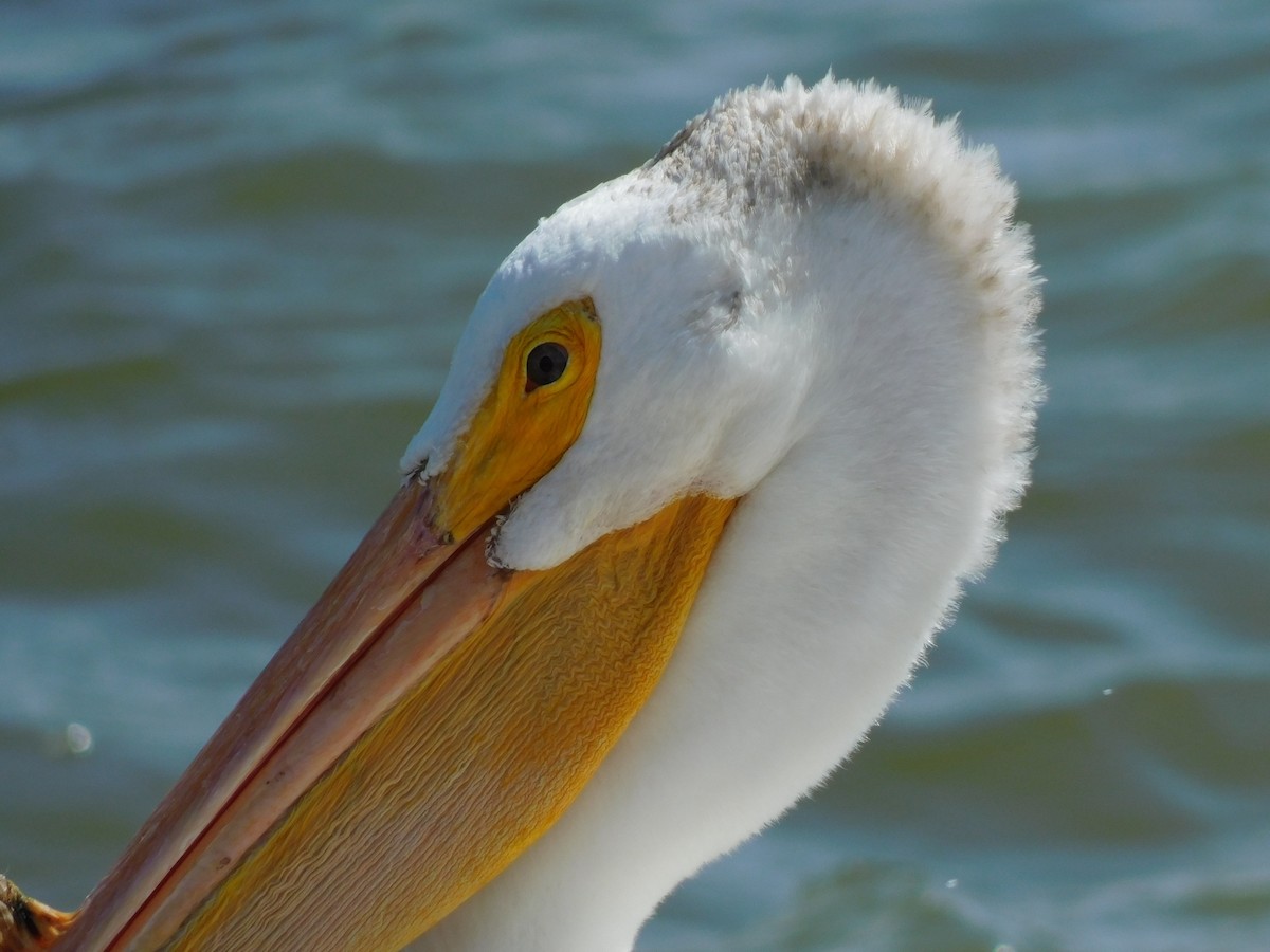 American White Pelican - ML613287361