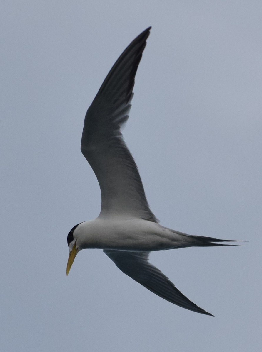 Great Crested Tern - ML613287473
